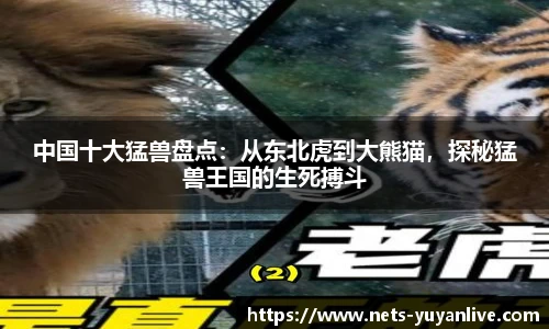 中国十大猛兽盘点：从东北虎到大熊猫，探秘猛兽王国的生死搏斗